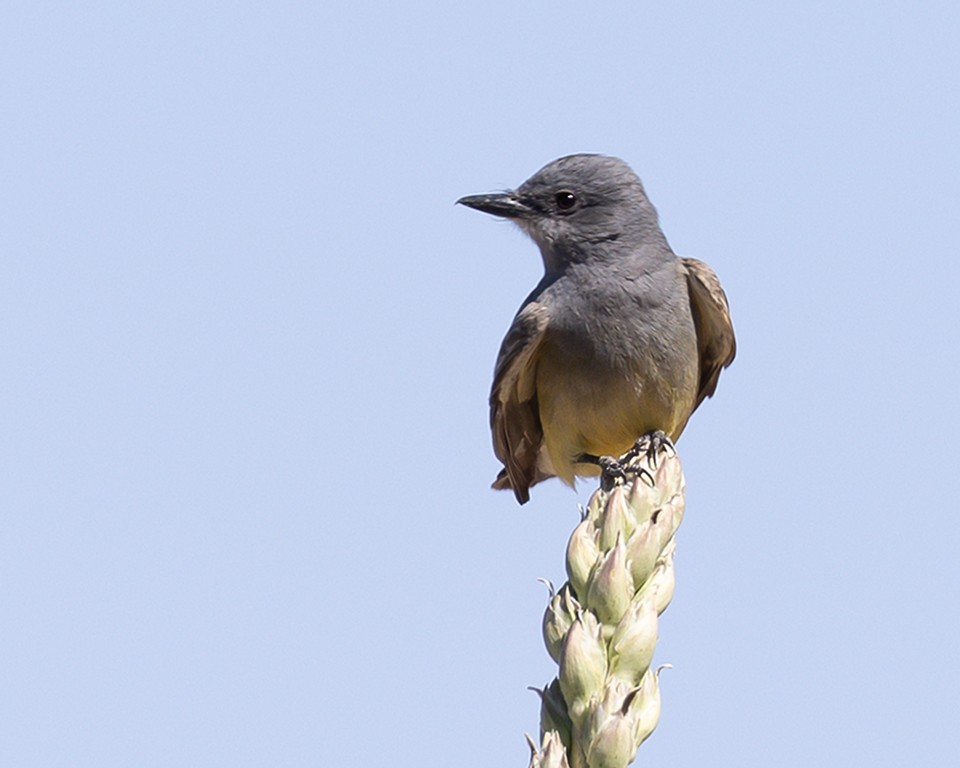 Cassin's Kingbird - ML620569322