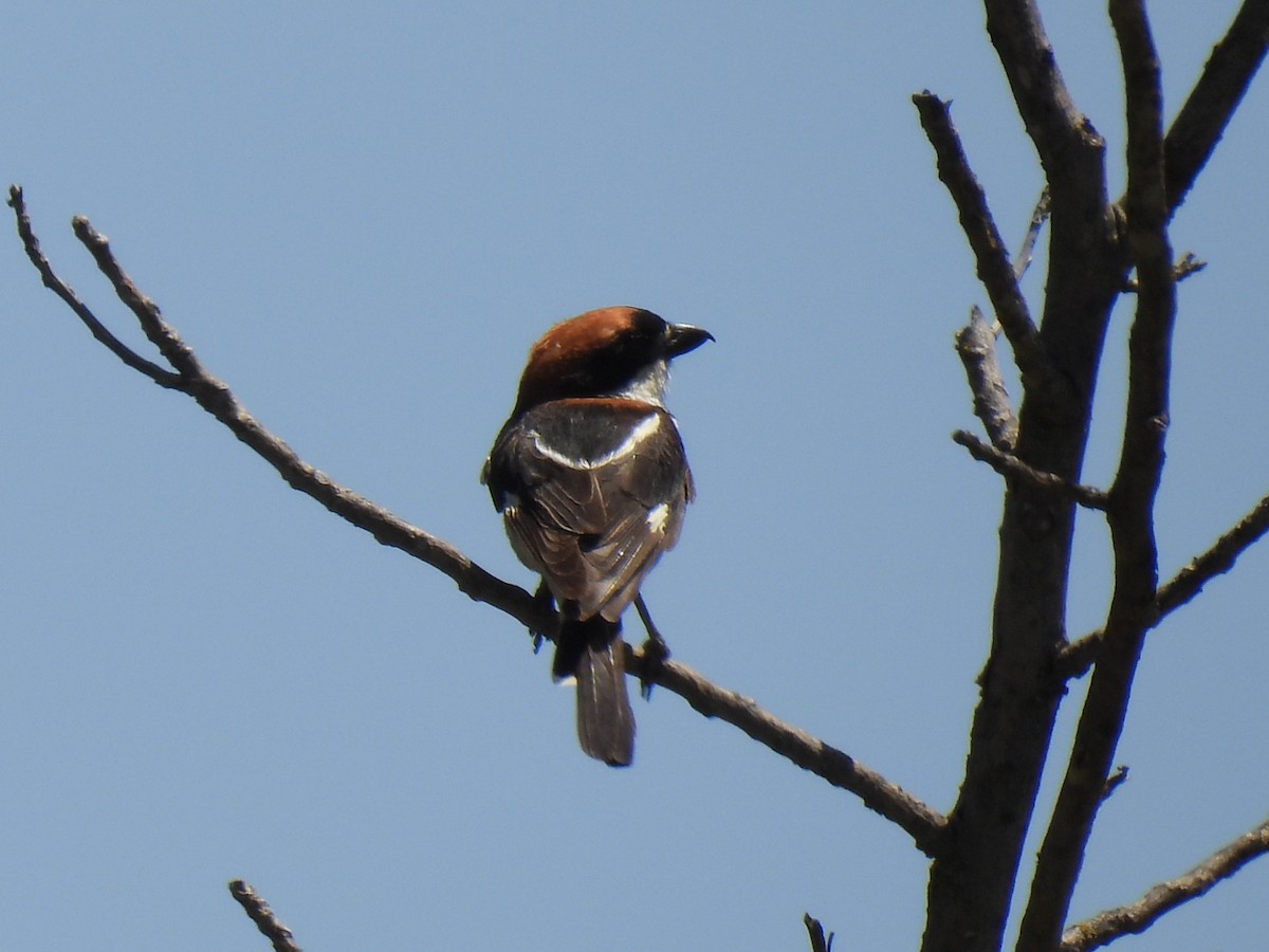 Woodchat Shrike - ML620569325