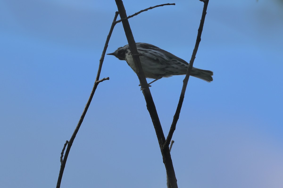 Black-and-white Warbler - ML620569337
