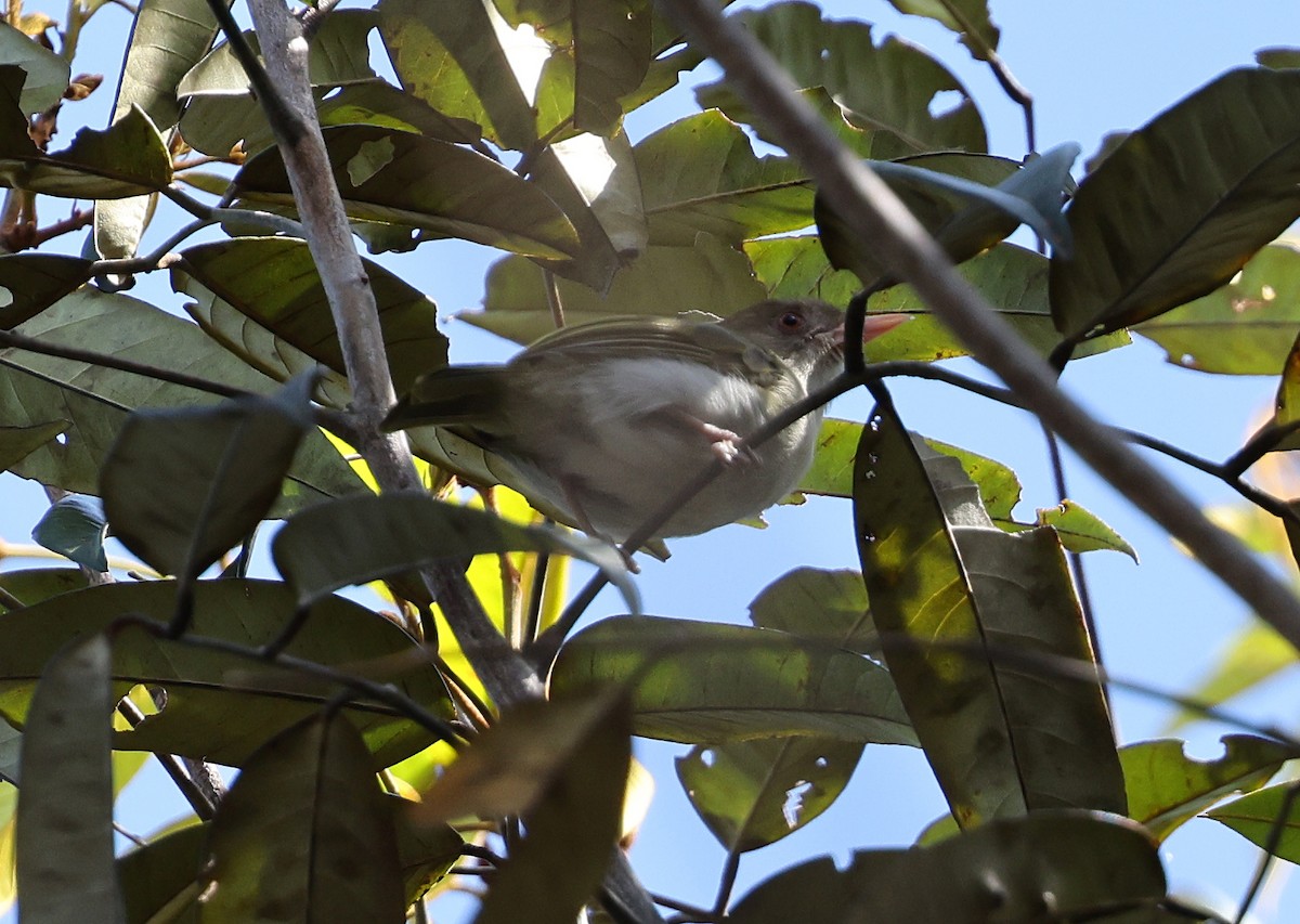 Brown-headed Greenlet - ML620569359