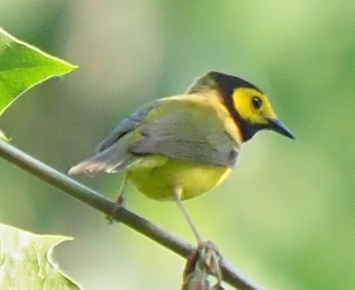 Hooded Warbler - ML620569371