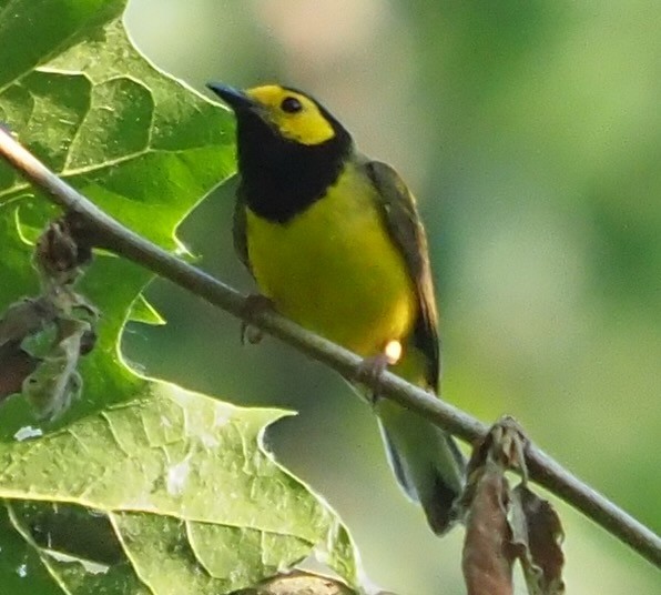 Hooded Warbler - ML620569386