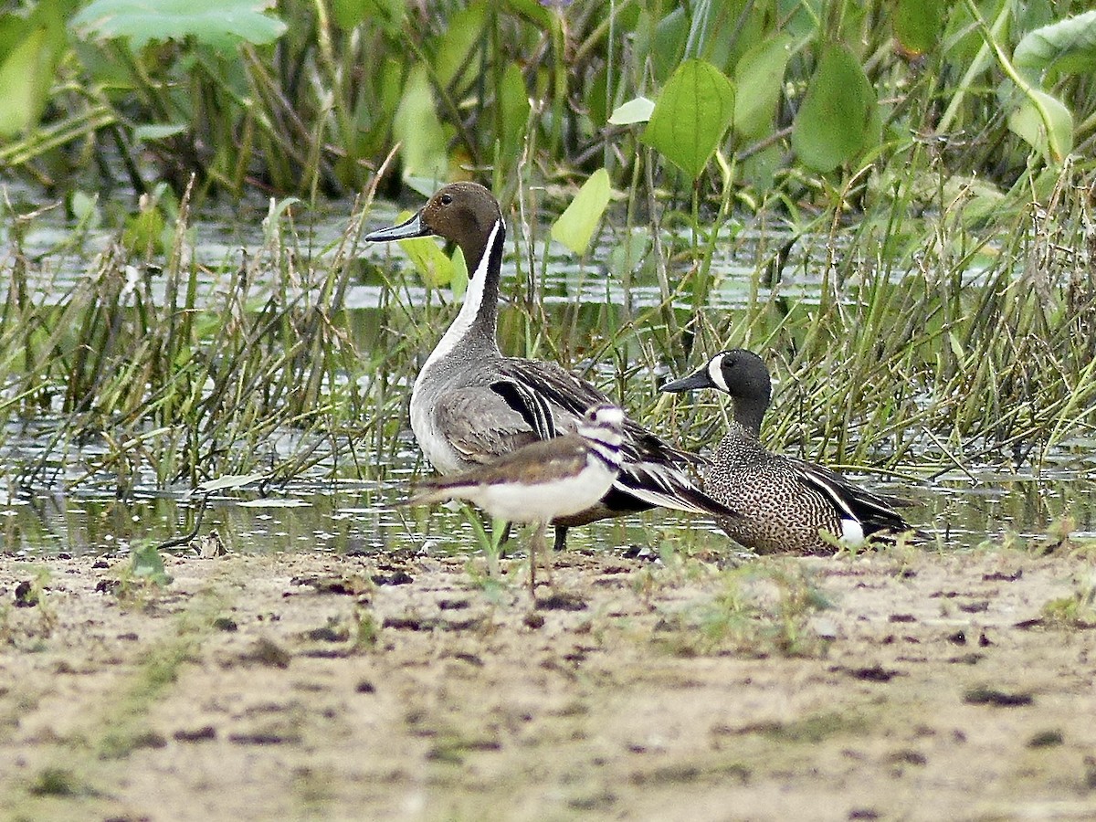 Blue-winged Teal - ML620569392