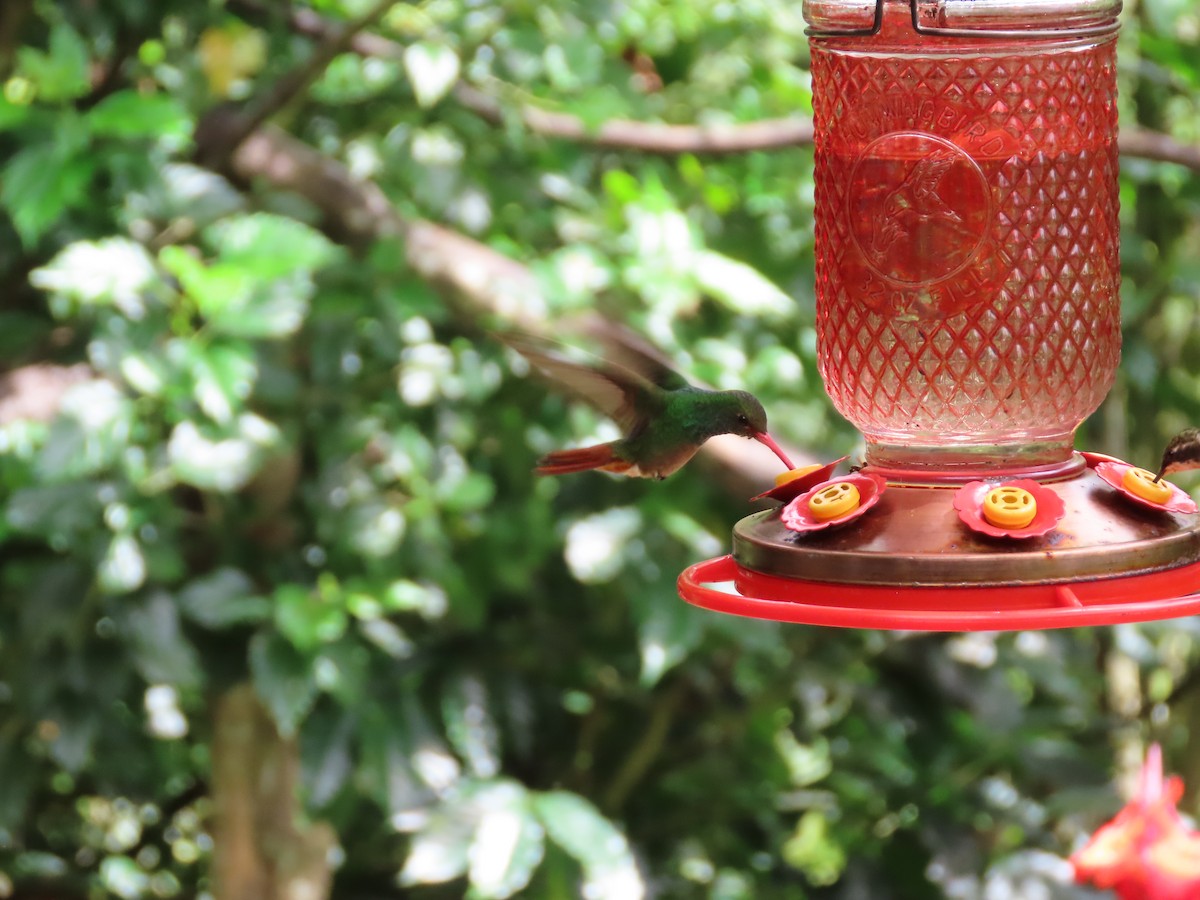 Rufous-tailed Hummingbird - ML620569397
