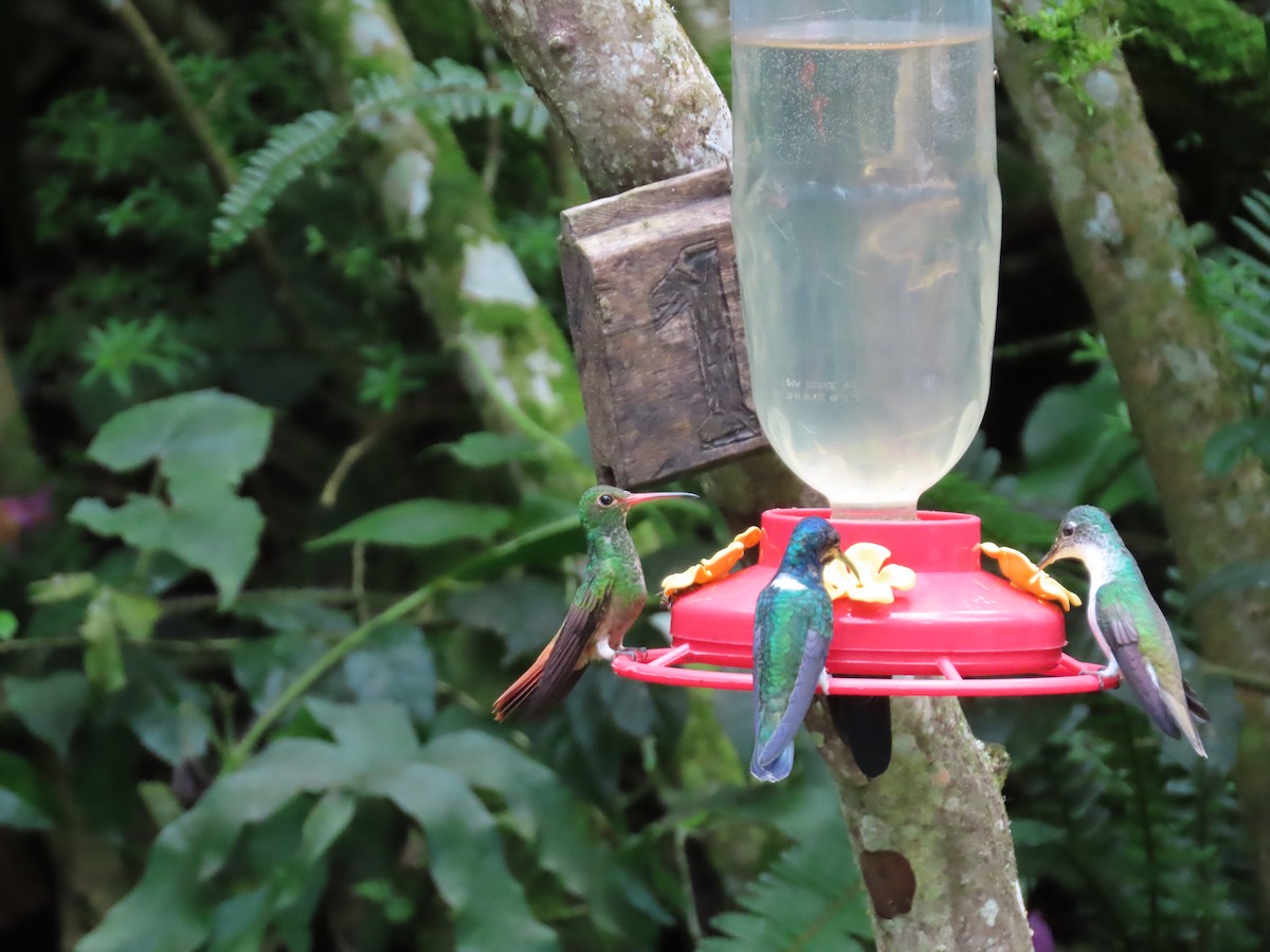 Rufous-tailed Hummingbird - ML620569398