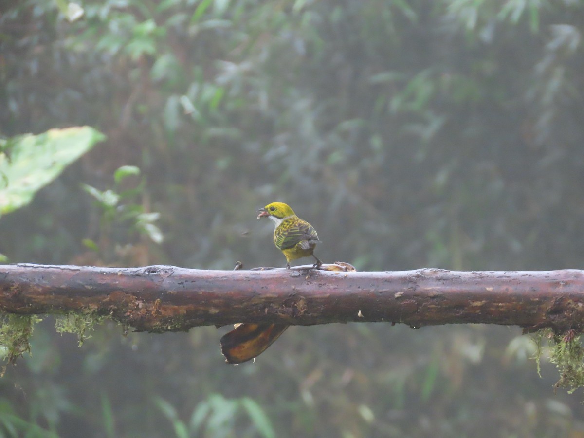 Silver-throated Tanager - ML620569406