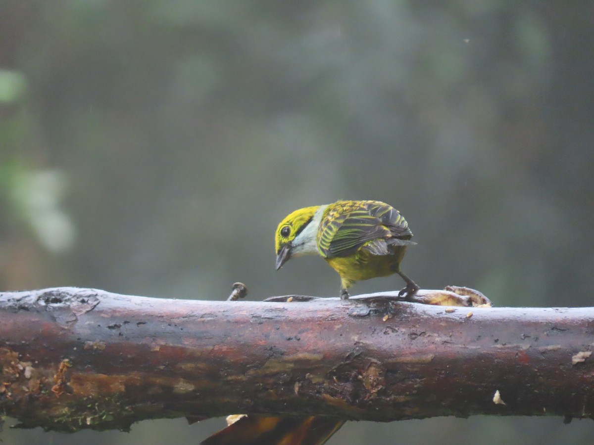 Silver-throated Tanager - ML620569407