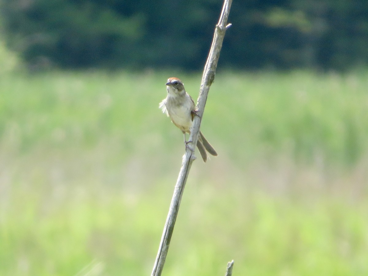 Swamp Sparrow - ML620569410