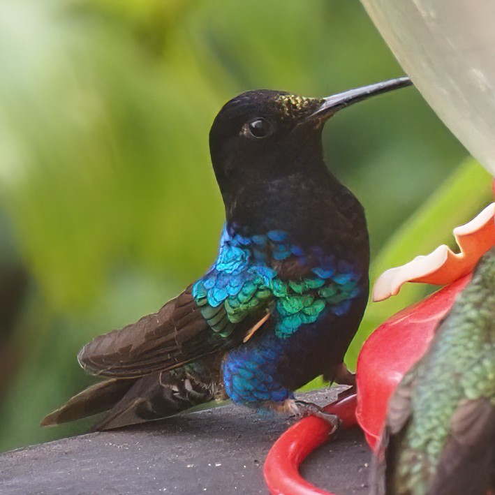 Colibri de Jardine - ML620569417