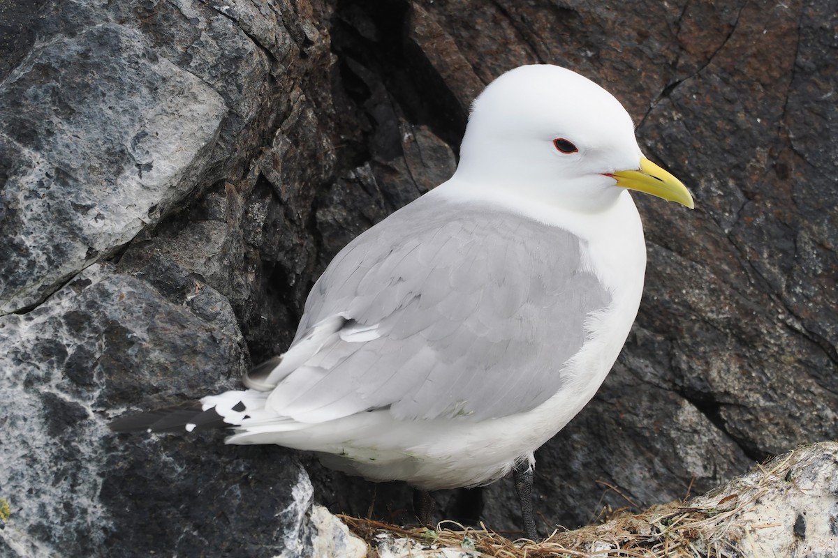 Black-legged Kittiwake - ML620569419