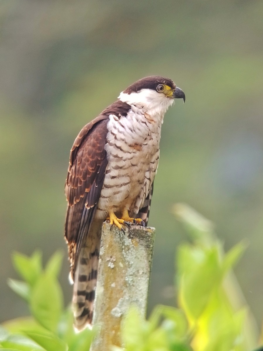 Hook-billed Kite - ML620569420