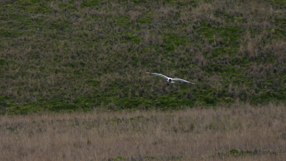 Andean Gull - ML620569421