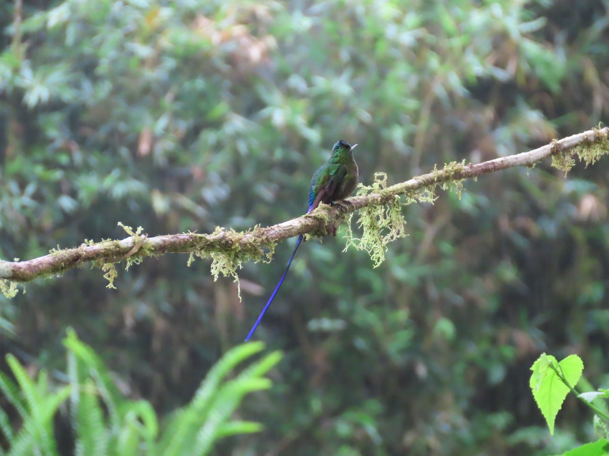 Violet-tailed Sylph - ML620569435