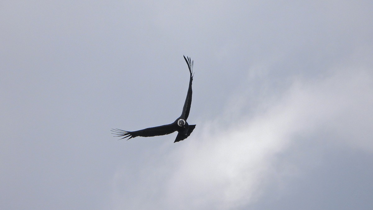 Andean Condor - Bruno Caula