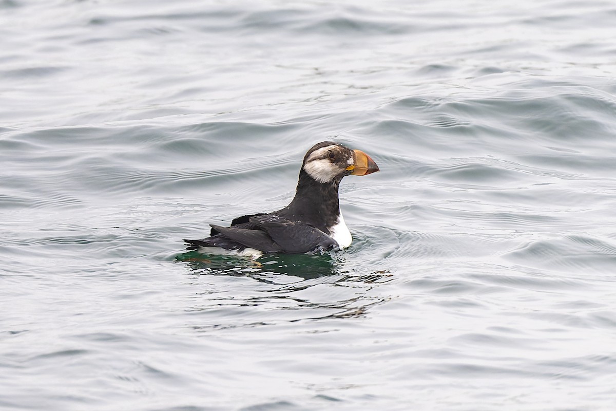 Horned Puffin - ML620569440