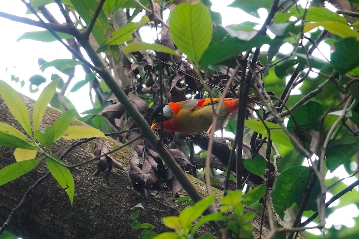 Silver-eared Mesia (Silver-eared) - ML620569441