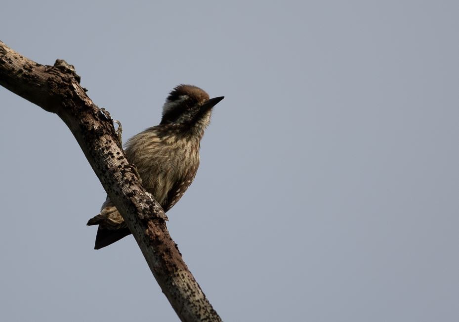 Gray-capped Pygmy Woodpecker - ML620569461