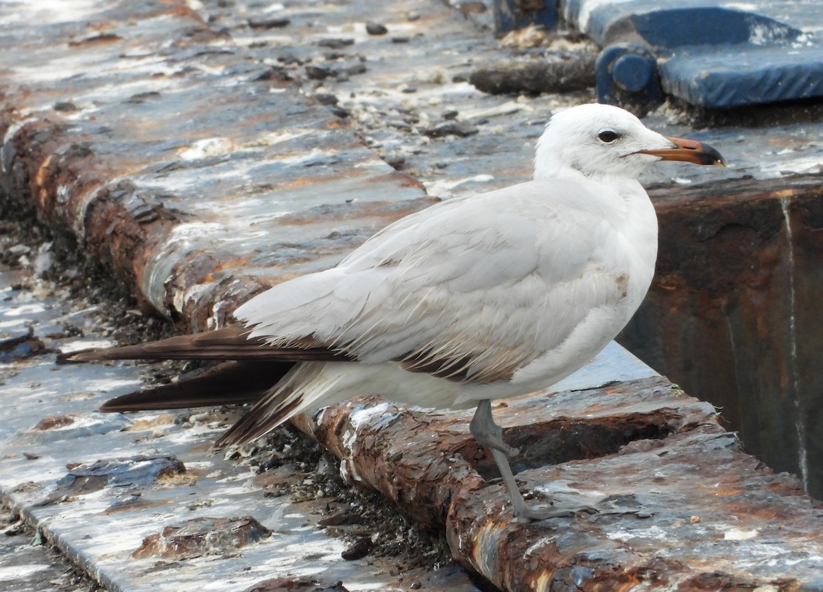 Gaviota de Audouin - ML620569480