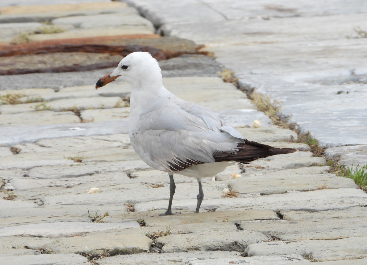 Gaviota de Audouin - ML620569481