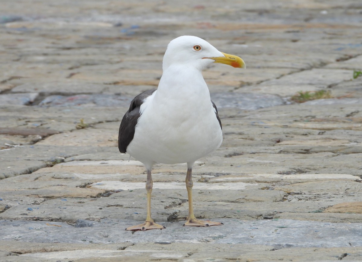 Yellow-legged Gull - ML620569489