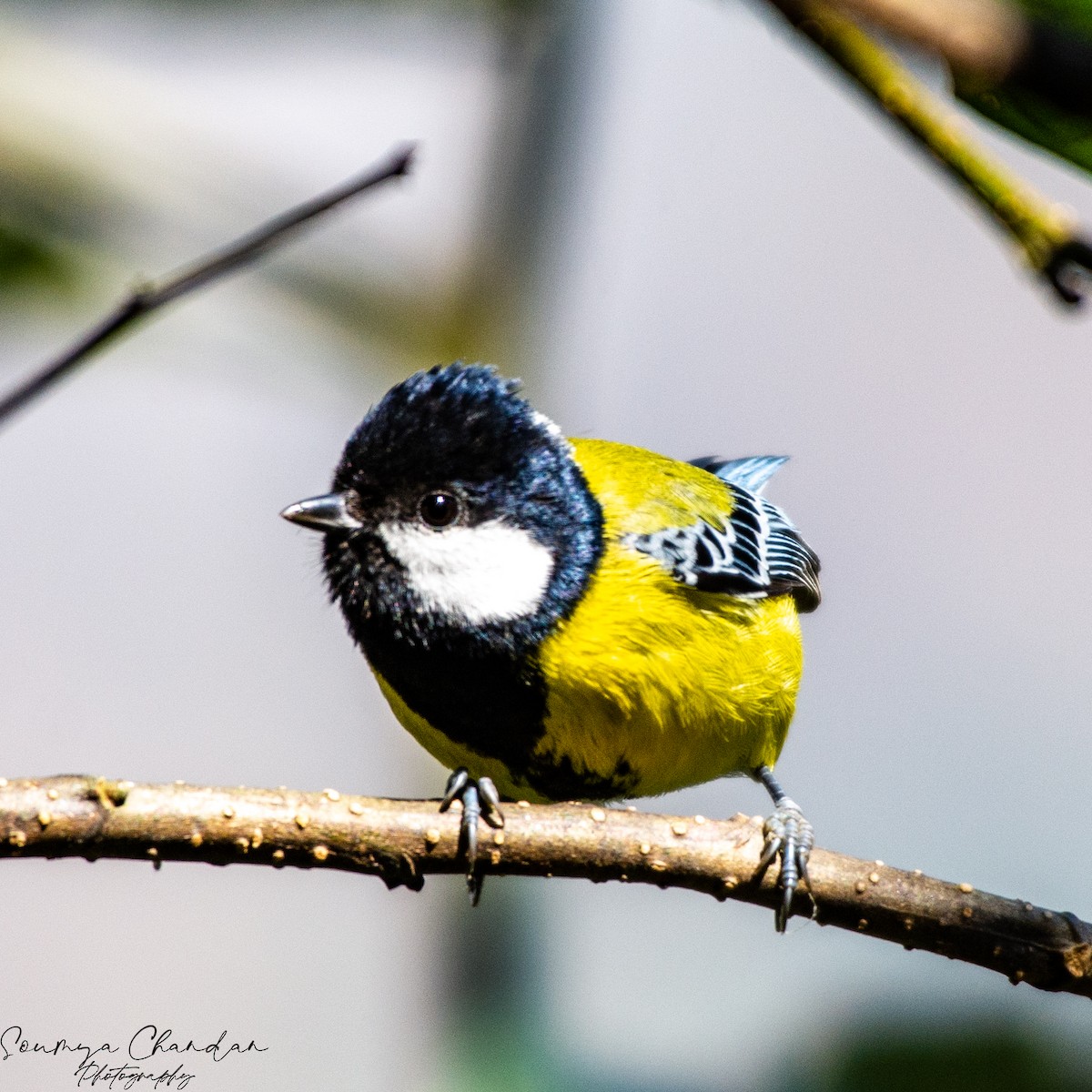 Green-backed Tit - ML620569502