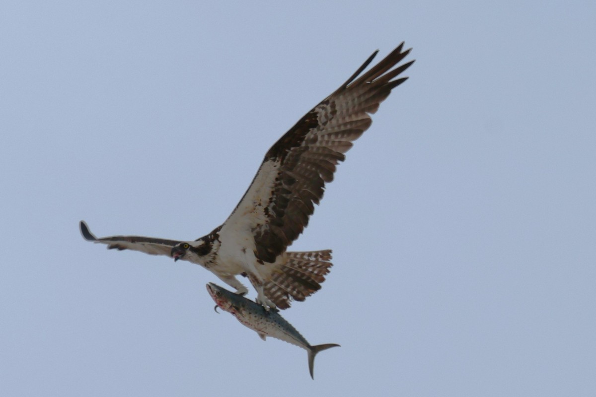 Águila Pescadora - ML620569503