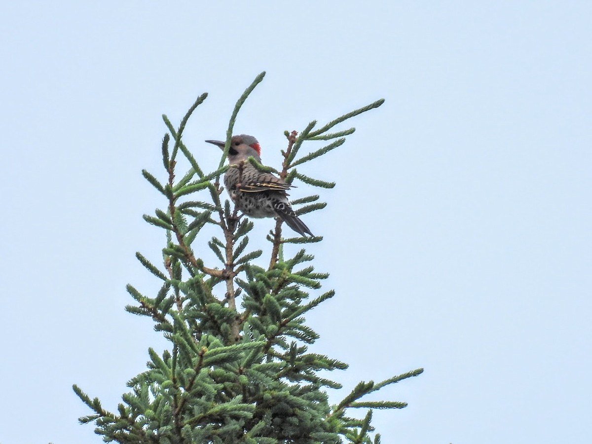 Northern Flicker - ML620569541