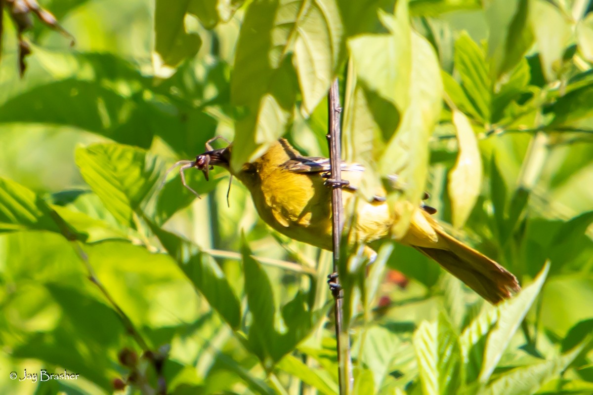 Orchard Oriole - ML620569542