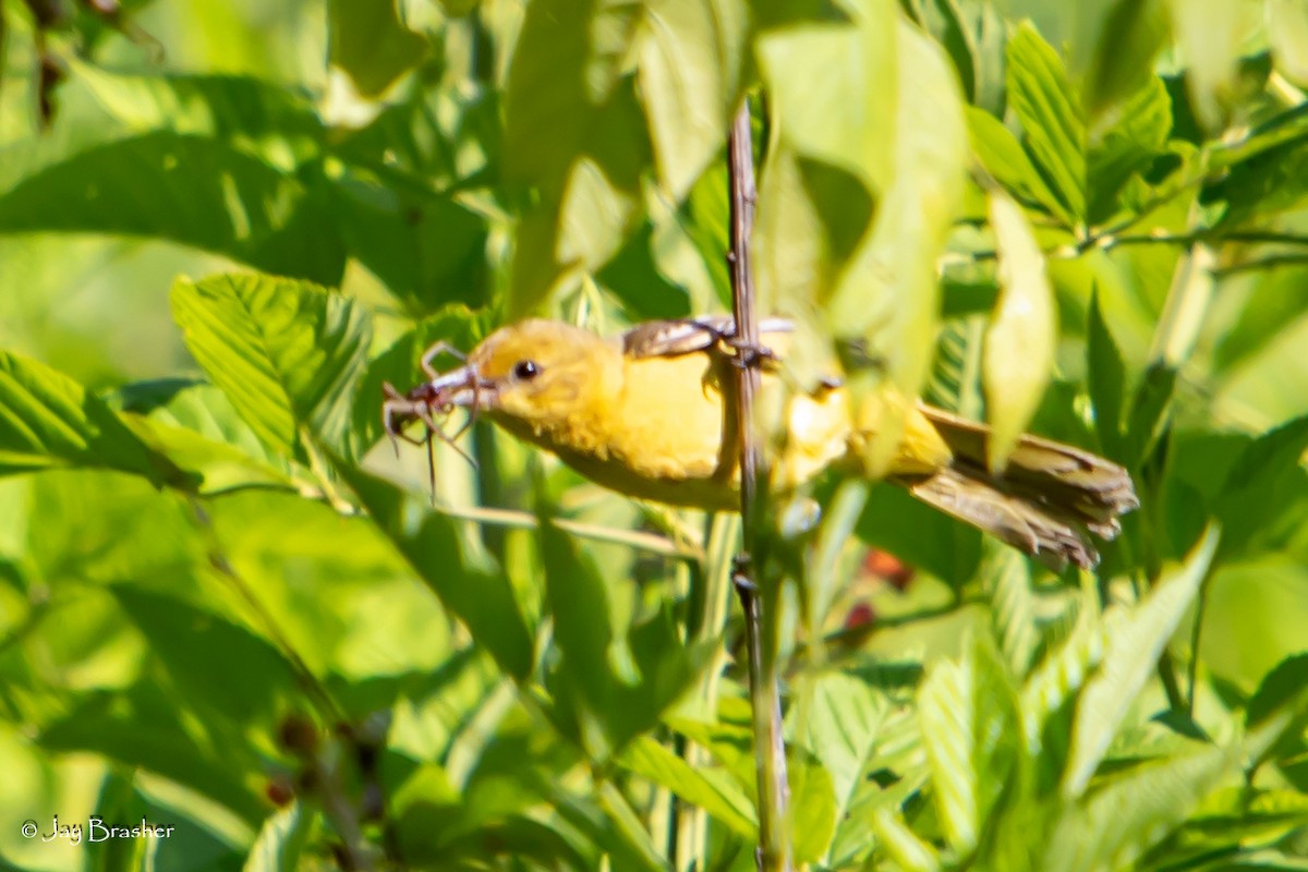 Orchard Oriole - ML620569543