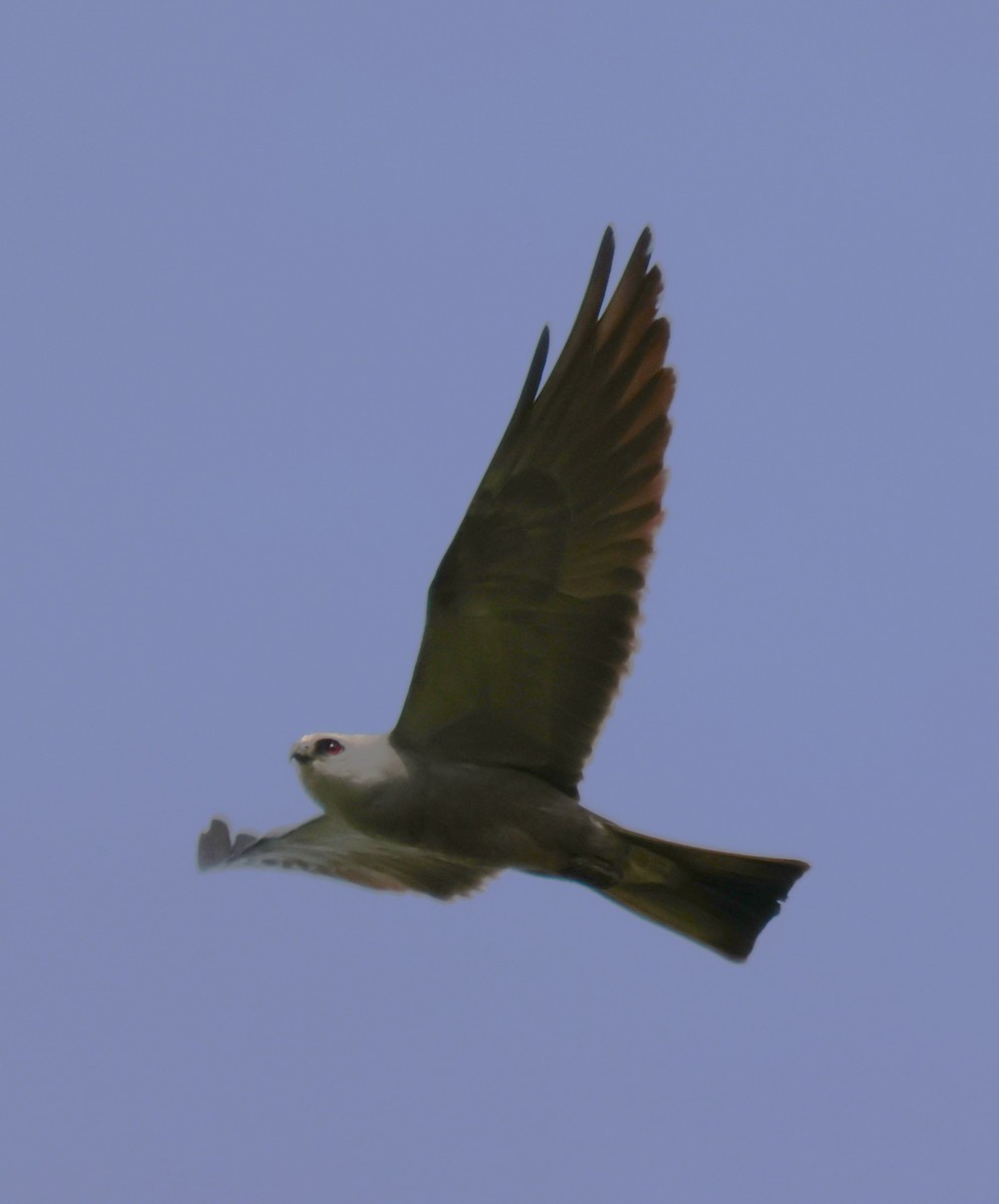 Mississippi Kite - ML620569547