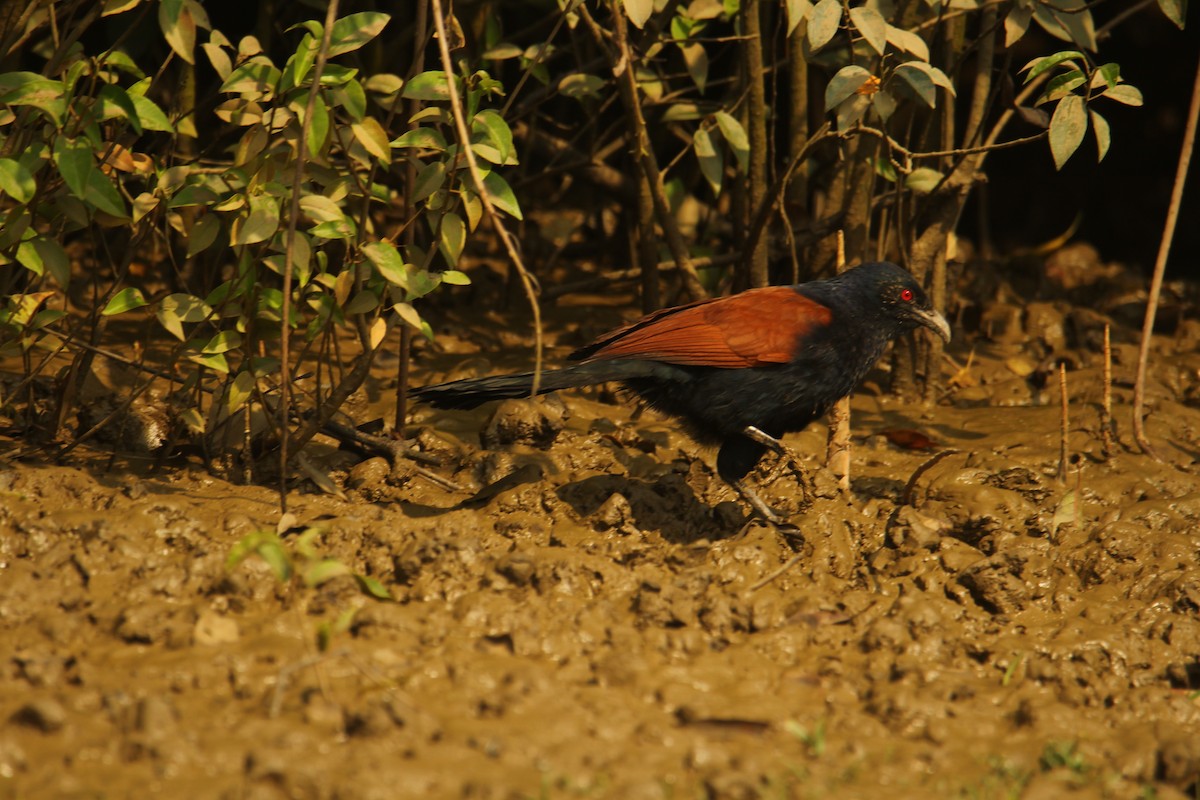 Greater Coucal - ML620569553
