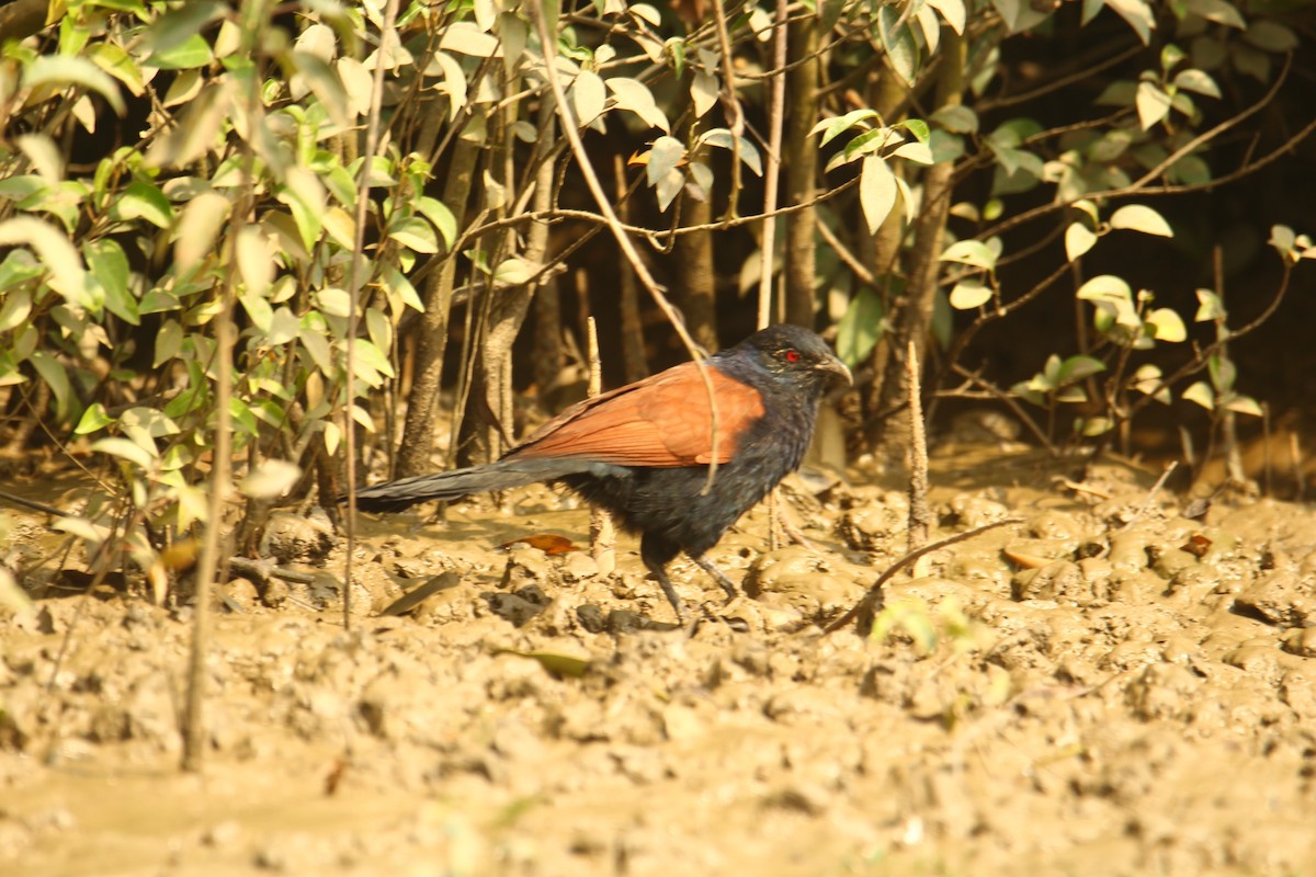 Greater Coucal - ML620569554