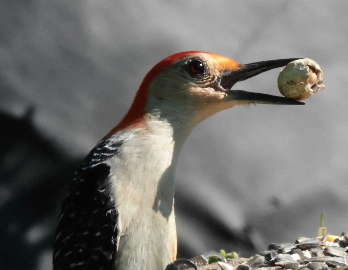 Red-bellied Woodpecker - ML620569562