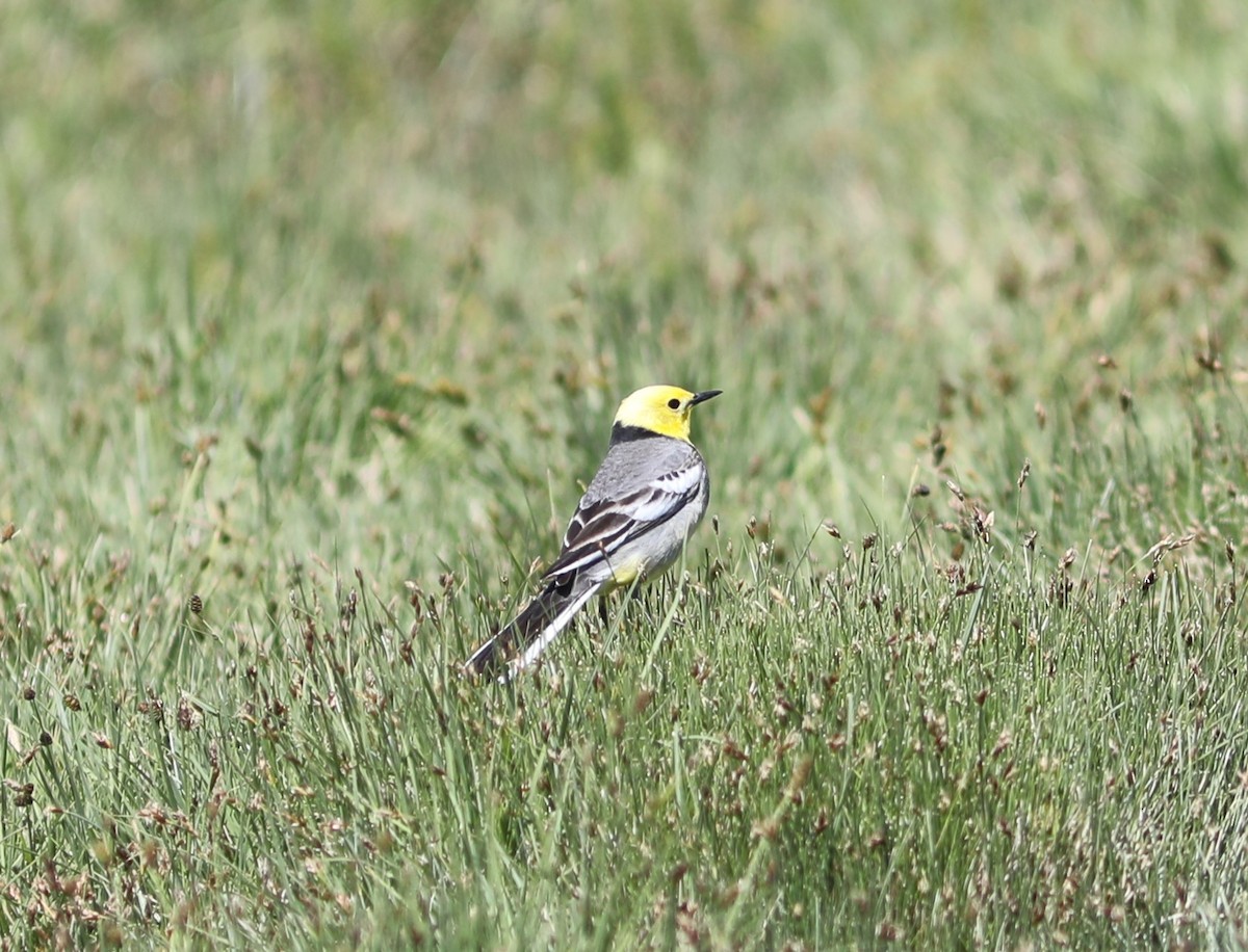 Citrine Wagtail - ML620569565