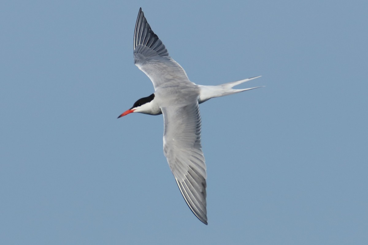 Common Tern - ML620569576