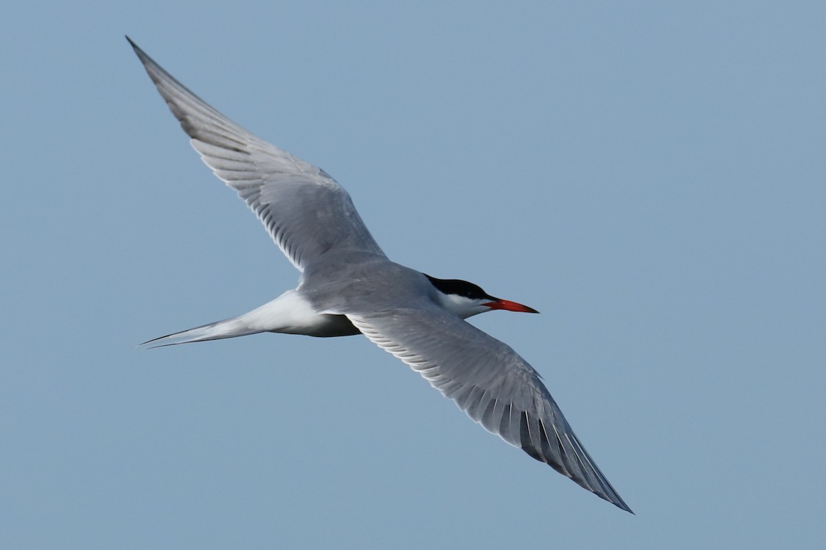 Common Tern - ML620569579