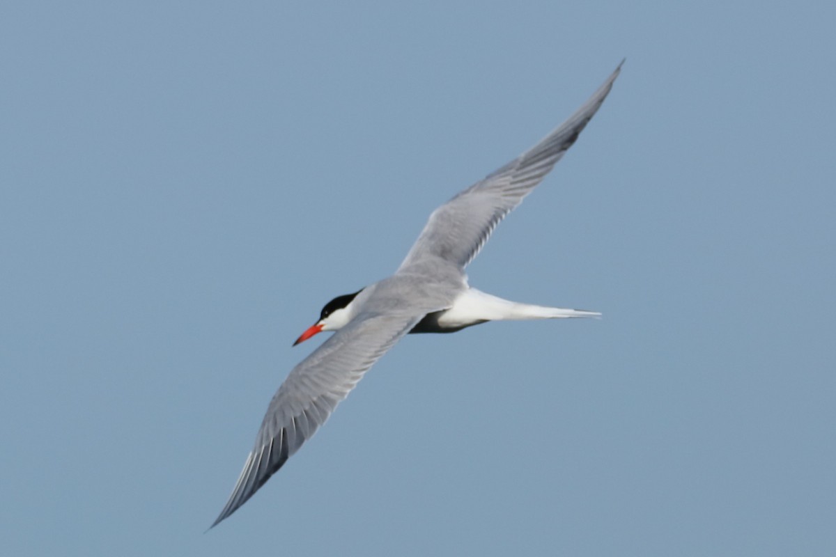 Common Tern - ML620569581