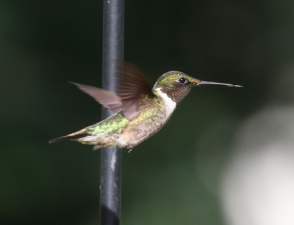 Ruby-throated Hummingbird - ML620569592