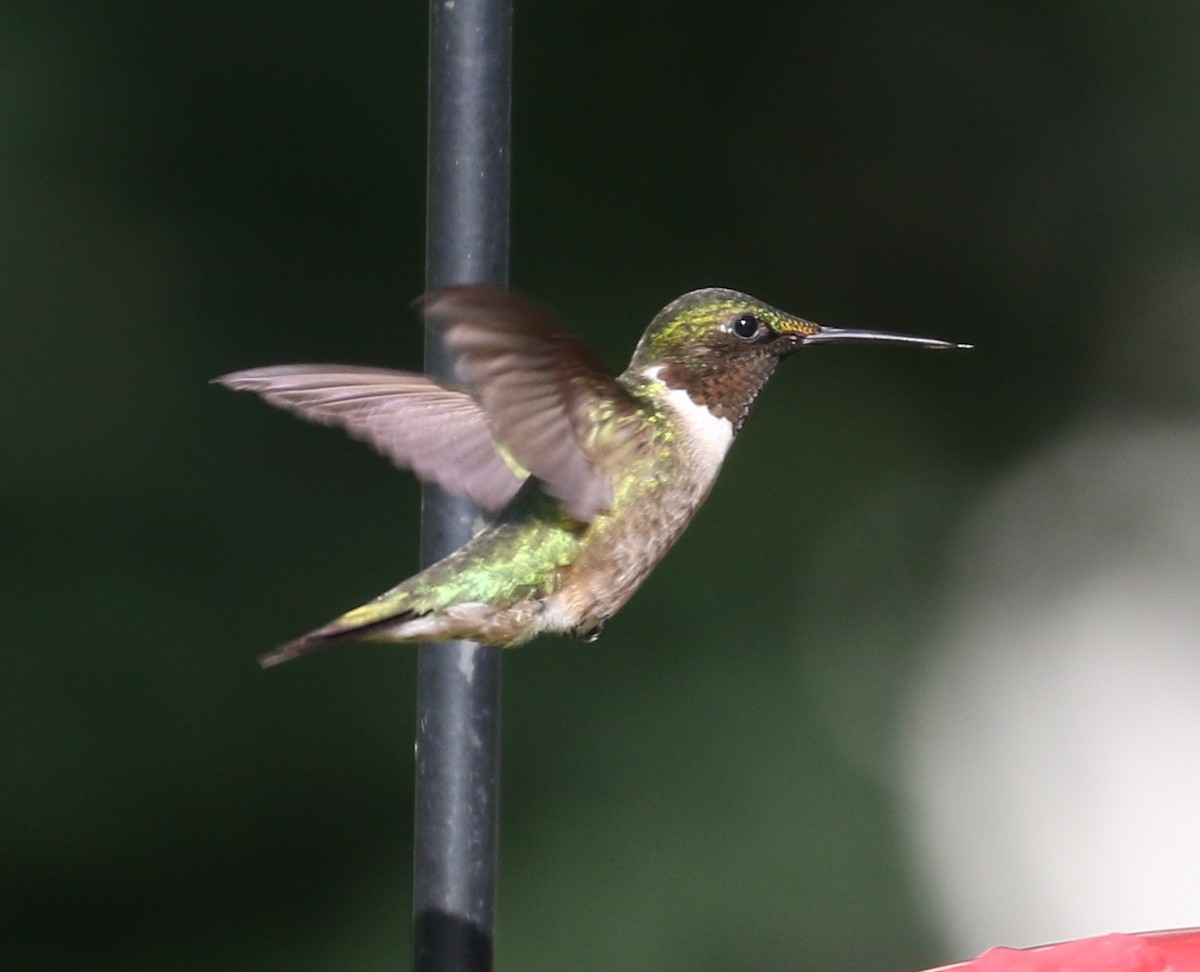 Ruby-throated Hummingbird - ML620569593