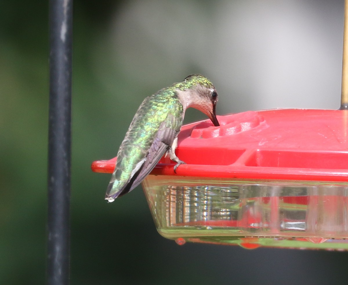 Ruby-throated Hummingbird - ML620569594