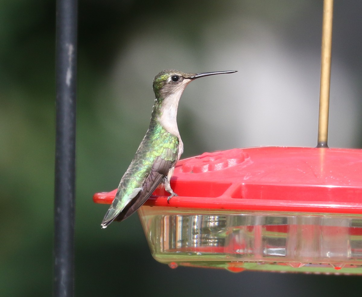 Ruby-throated Hummingbird - ML620569595