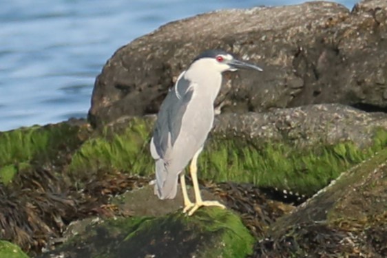 Black-crowned Night Heron - ML620569596