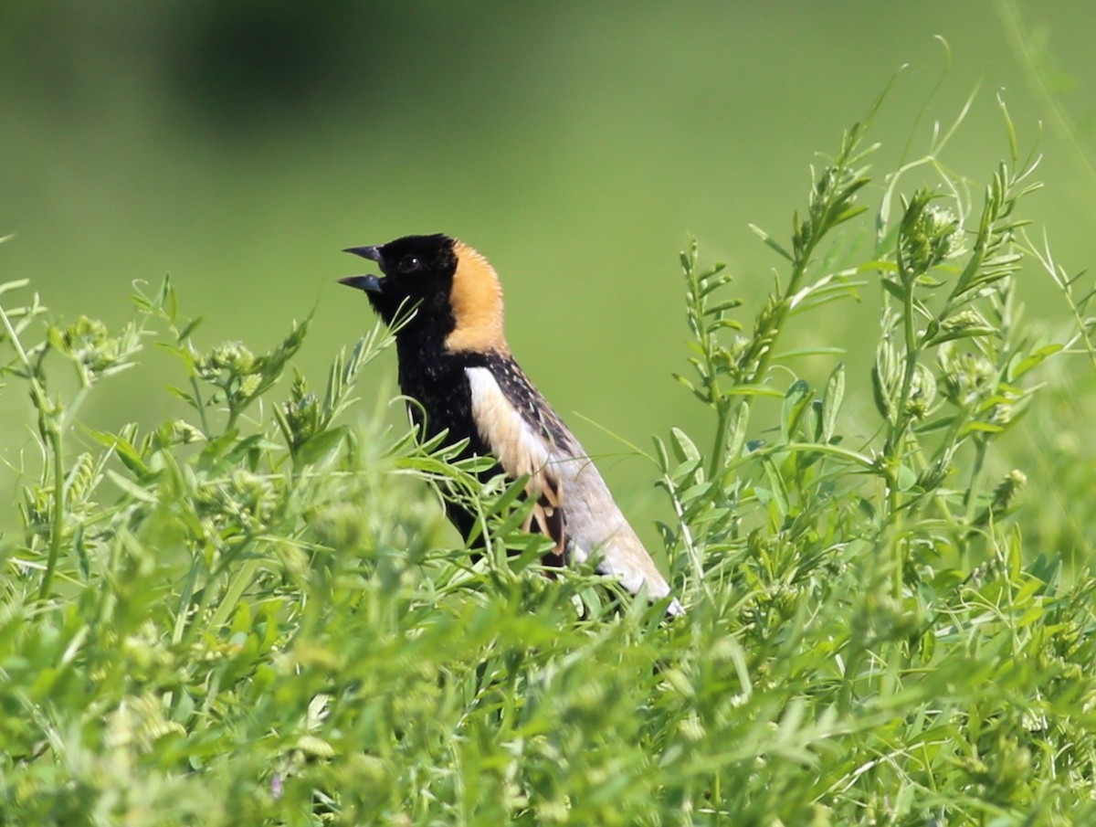 bobolink americký - ML620569598