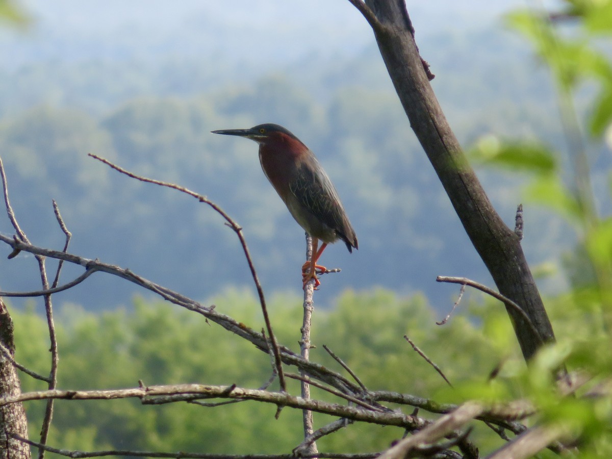 Green Heron - ML620569608