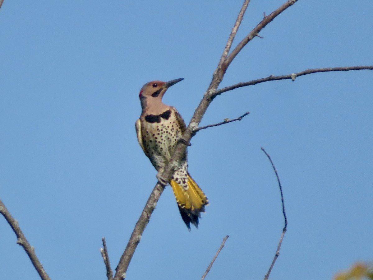 Northern Flicker - ML620569611