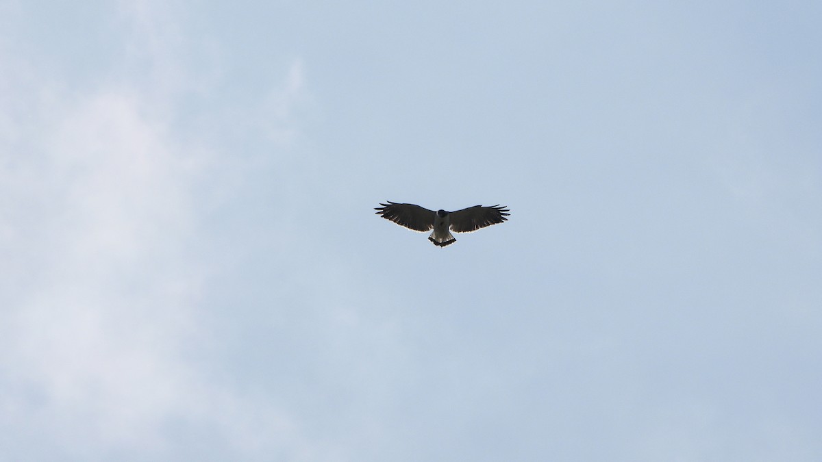 Black-chested Buzzard-Eagle - ML620569612