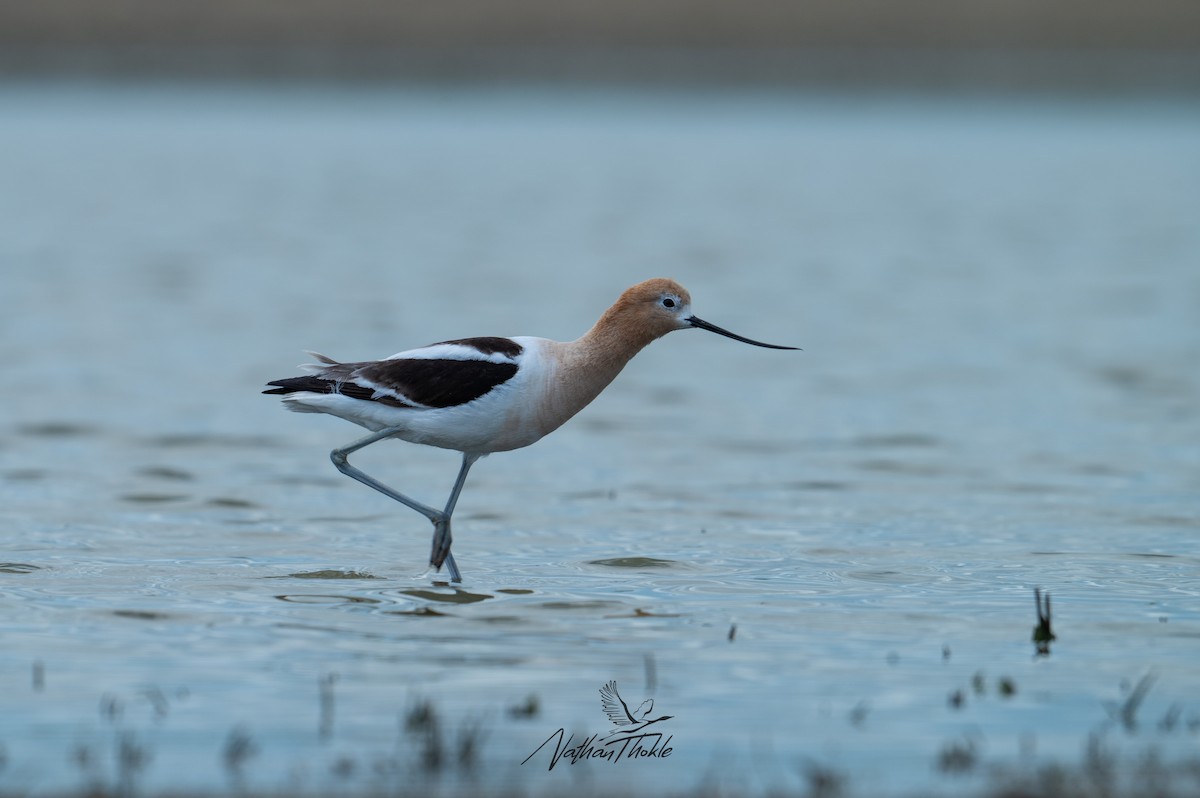 American Avocet - ML620569633