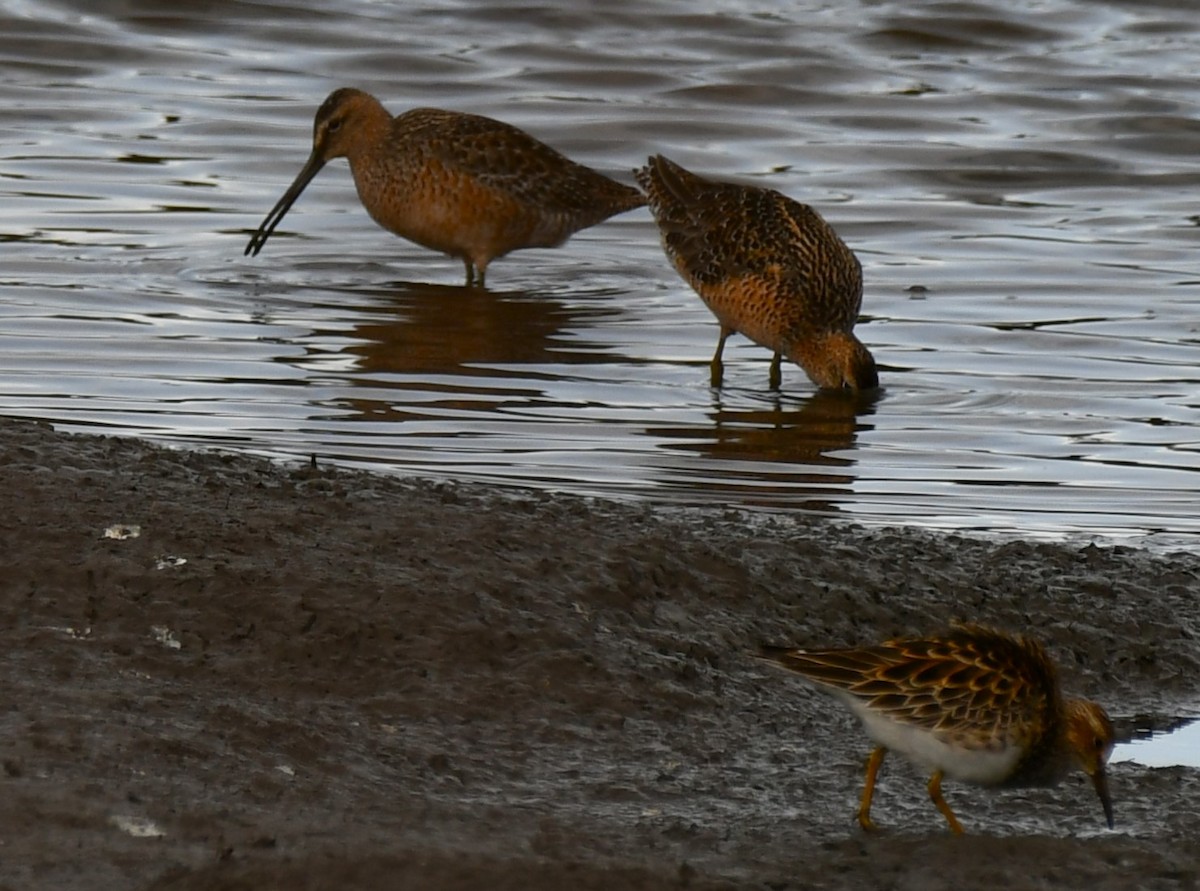 Long-billed Dowitcher - ML620569634