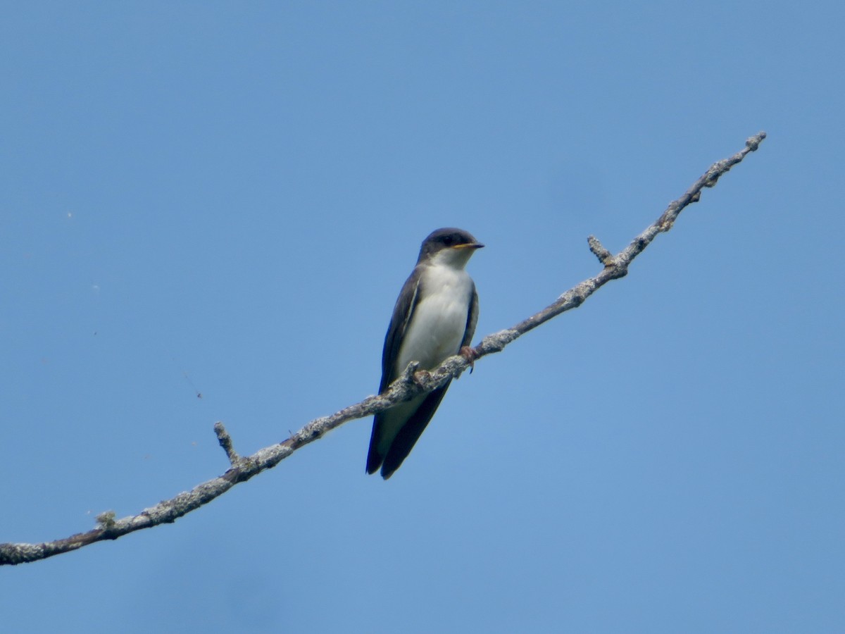 Tree Swallow - ML620569636