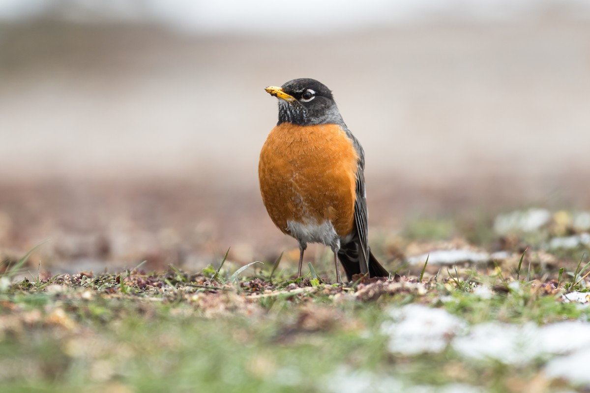 American Robin - ML620569637